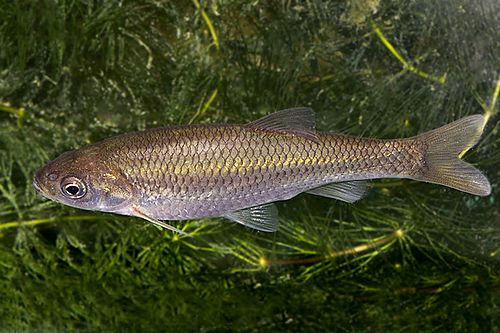 Squalius valentinus